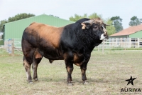 LOTO - Aubrac