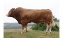 BEL ORIENT - Limousin