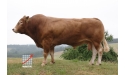 BEL ORIENT - Limousin