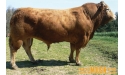 BRIGAND MN - Limousin