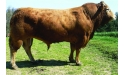 BRIGAND MN - Limousin