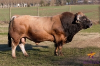 CESAR - Aubrac