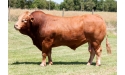 EDAKKYA - Limousin