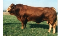 EPSON - Limousin