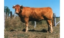 EPSON - Limousin