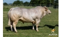 FULL - INRA 95