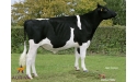 FUMPOO ISY - Prim'Holstein