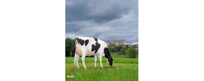 FemellePrimHolsteinMIDATEST