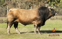 GENET - Aubrac