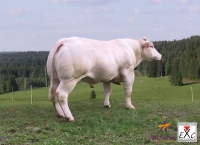 GENIE - Charolais