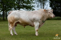 HELVYN EXC - Charolais