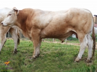 HORFE - Blond d'Aquitaine