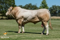IBARDIN - Blond d'Aquitaine