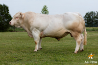 IDEAL EXC - Charolais