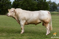 IMPER EXC - Charolais