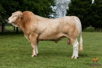 INDICE - Blond d'Aquitaine