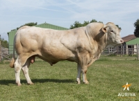 JAPAN - Blond d'Aquitaine