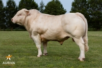 JUNIOR EXC - Charolais