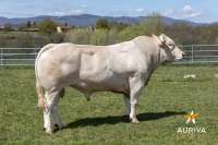 LISCANN - Blond d'Aquitaine