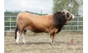 MISTRAL - Aubrac