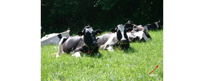 femellesprimholstein