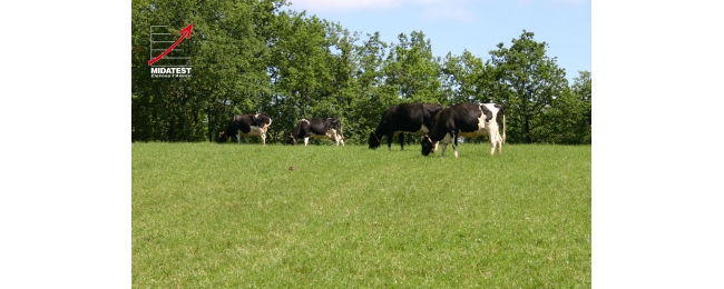 femellesprimholstein2