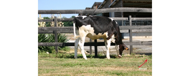 genisseprimholsteinastationdenguin