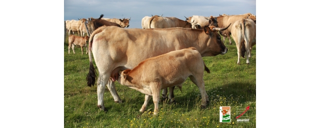 mereetveauaubrac