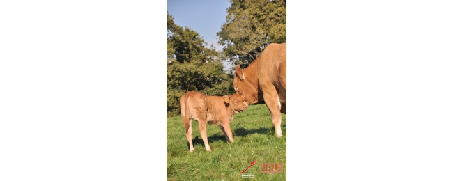 mereetveaulimousins