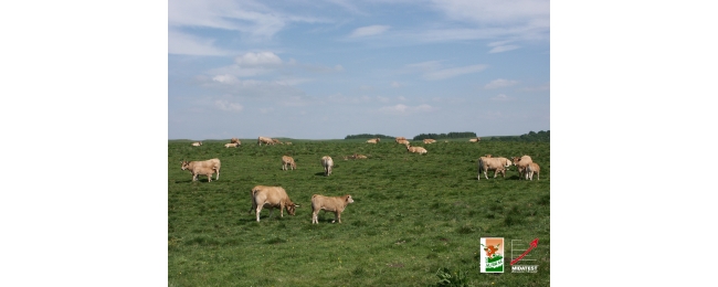 troupeauaubrac