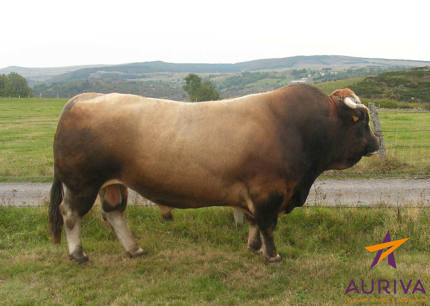 DOLBY - Aubrac