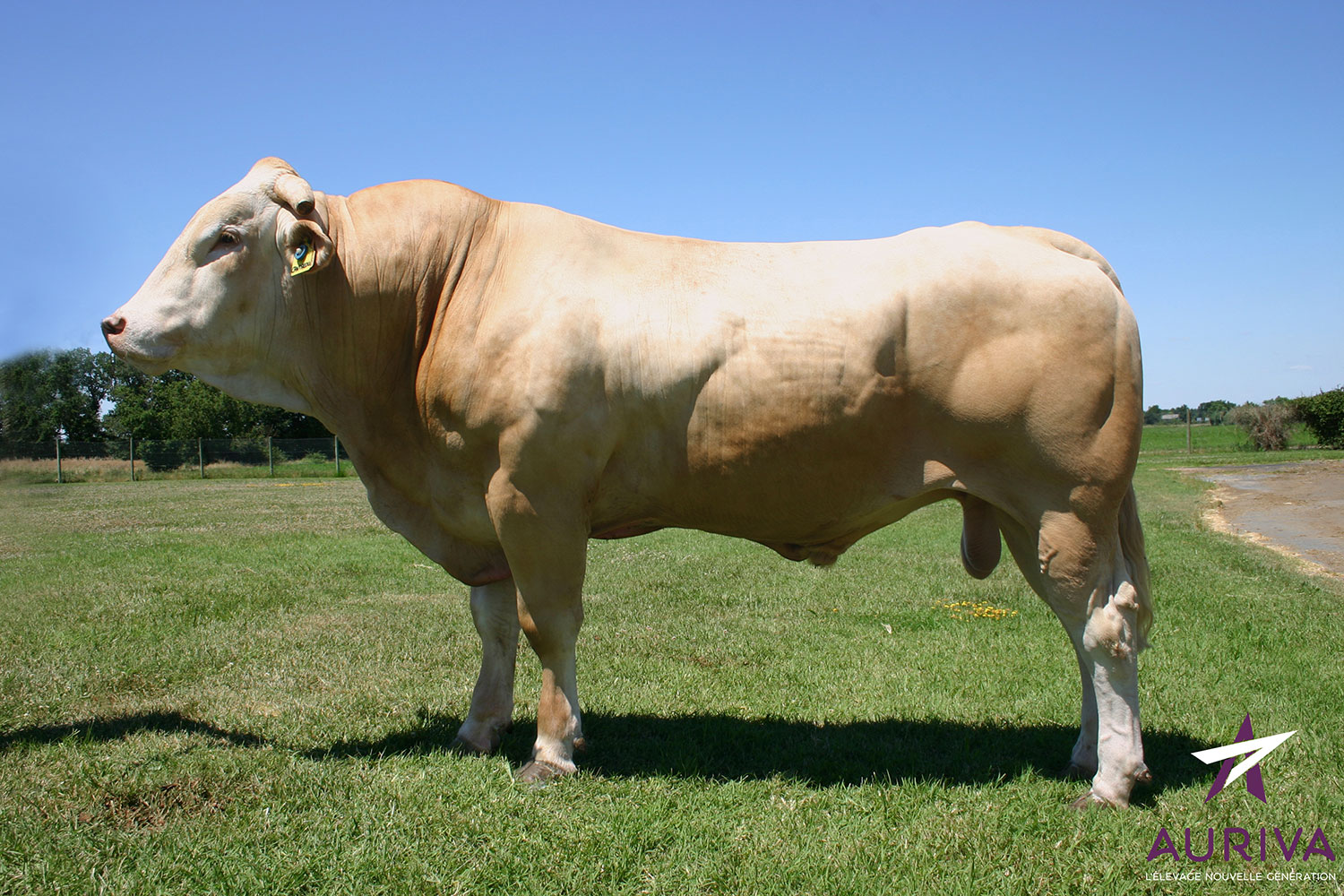 CANTALOU - Blond d'Aquitaine