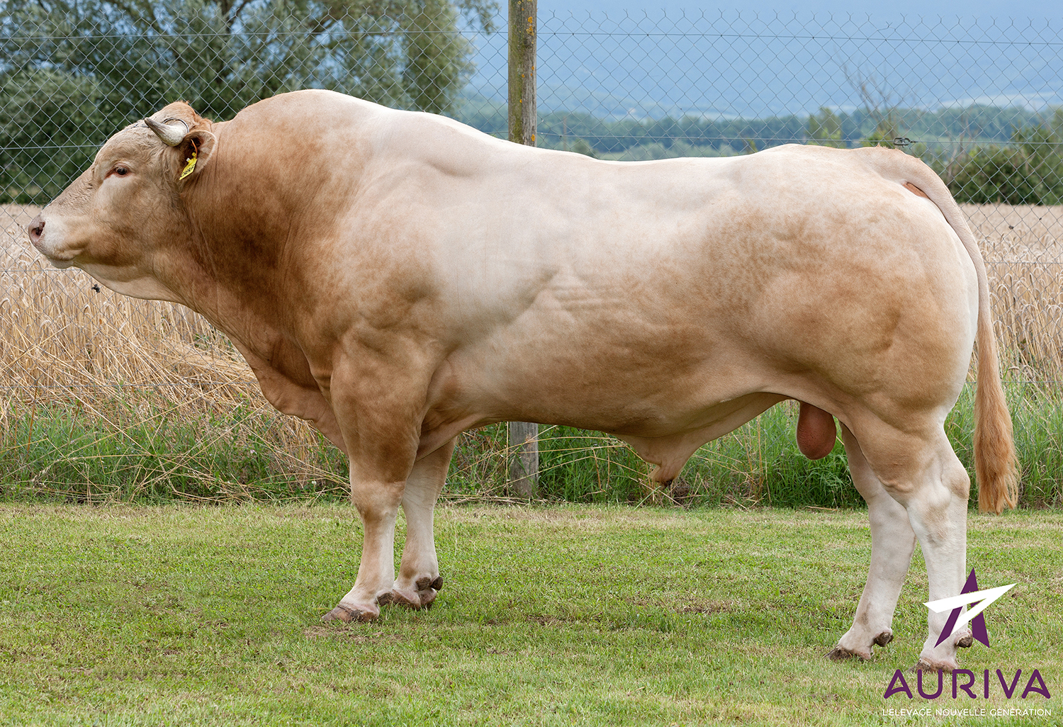 CHERIF - Blond d'Aquitaine