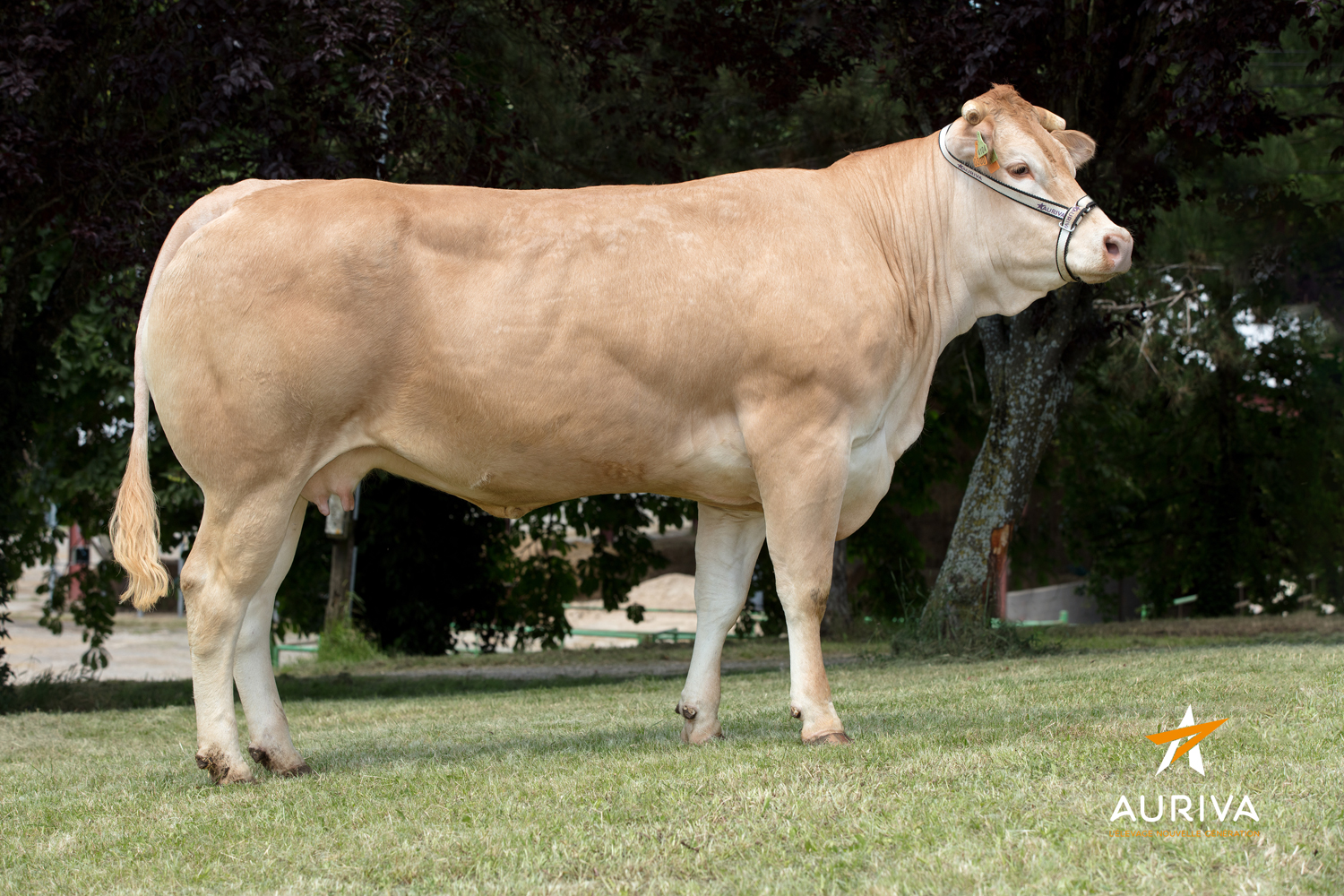 4104, fille de HENAN