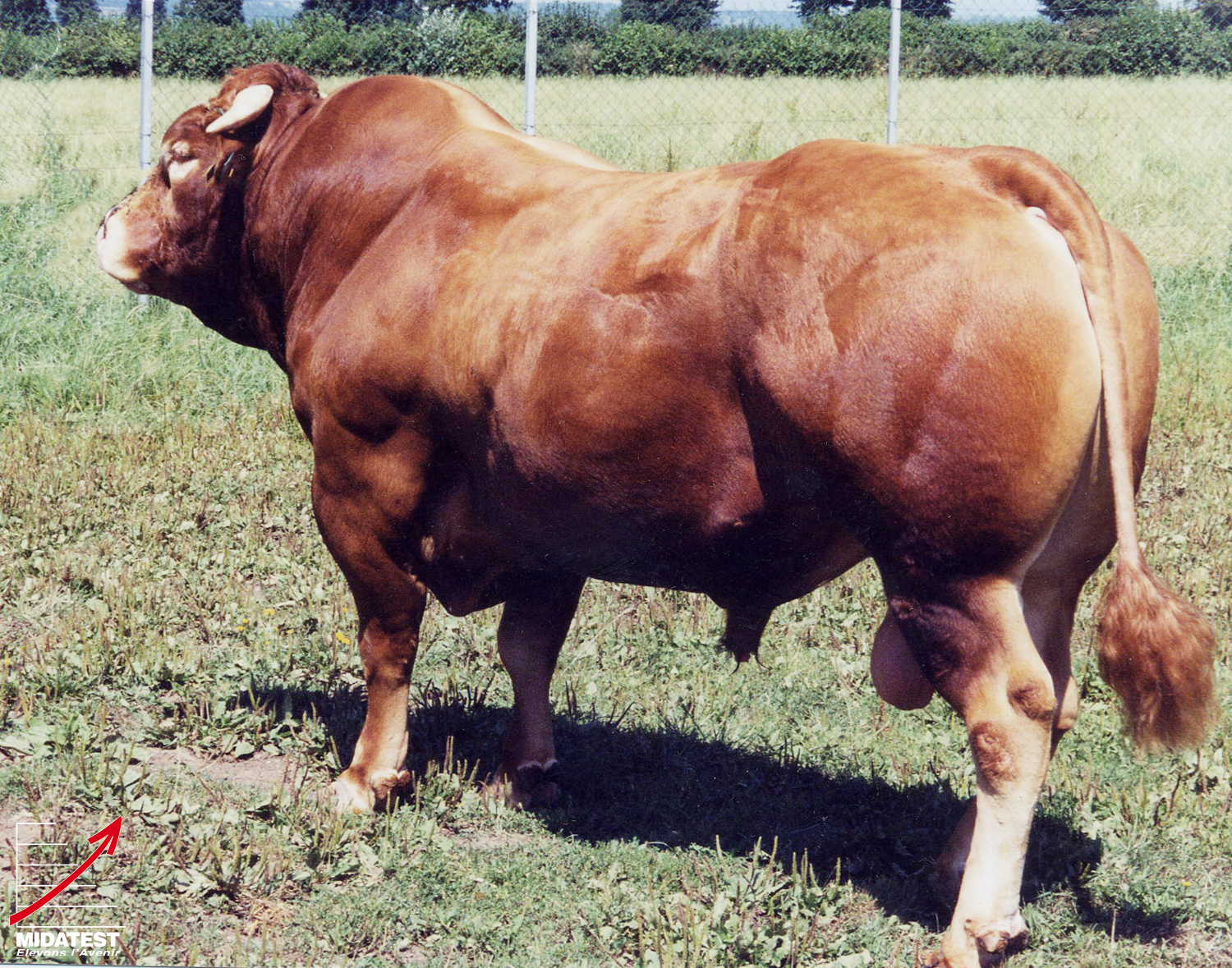 MEYMAC - Limousin