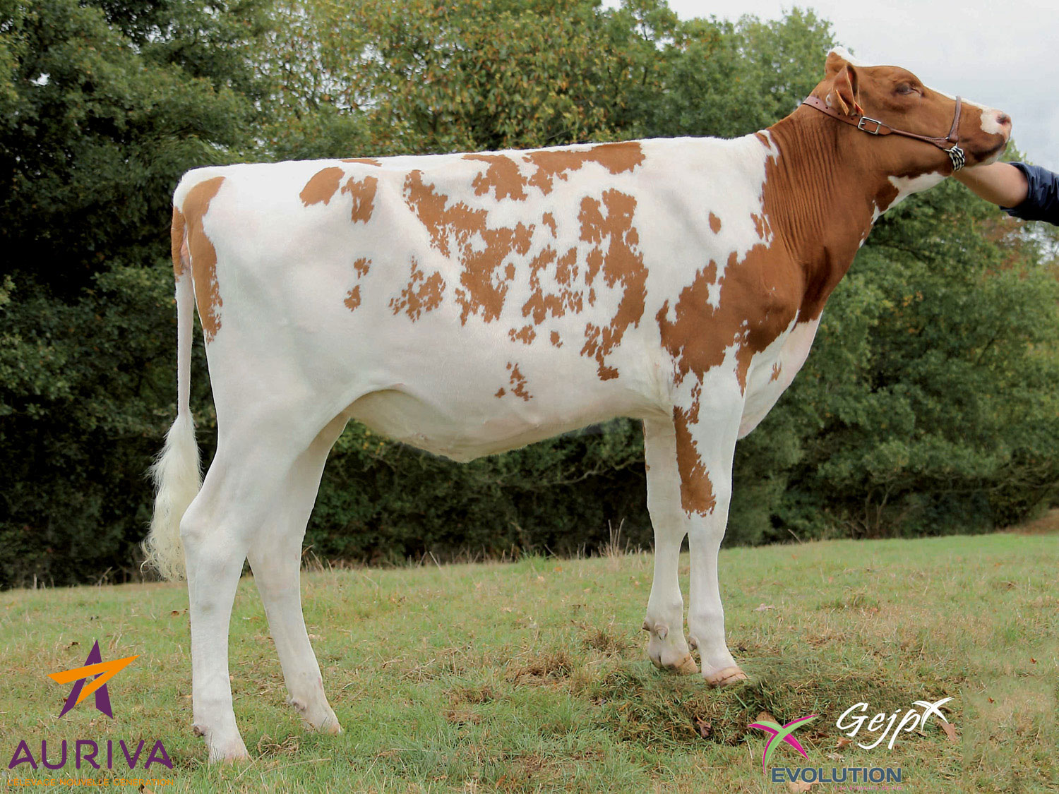 DASSI - Prim'Holstein
