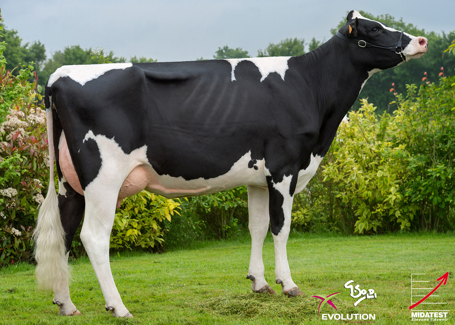 IPSOFACTO - Prim'Holstein